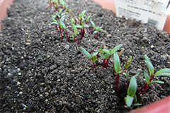 Сеем свеклу правильно. Как вырастить основу борща